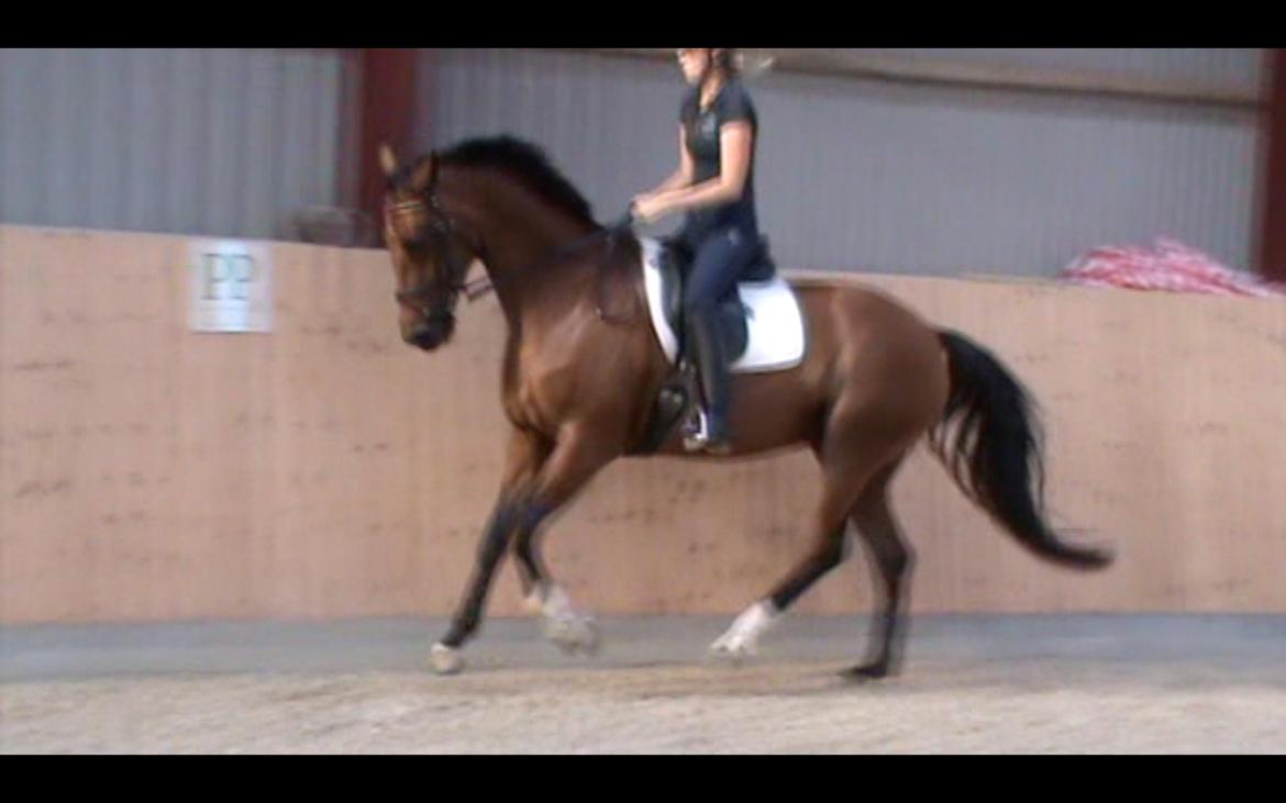 Dansk Varmblod La Di Da billede 11