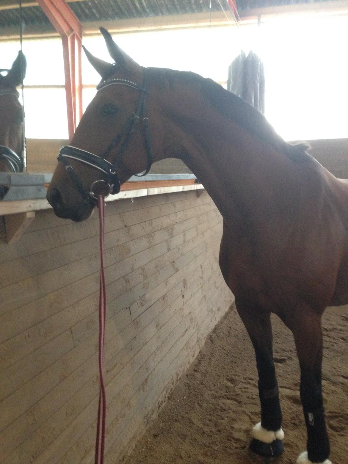 Dansk Varmblod La Di Da billede 3