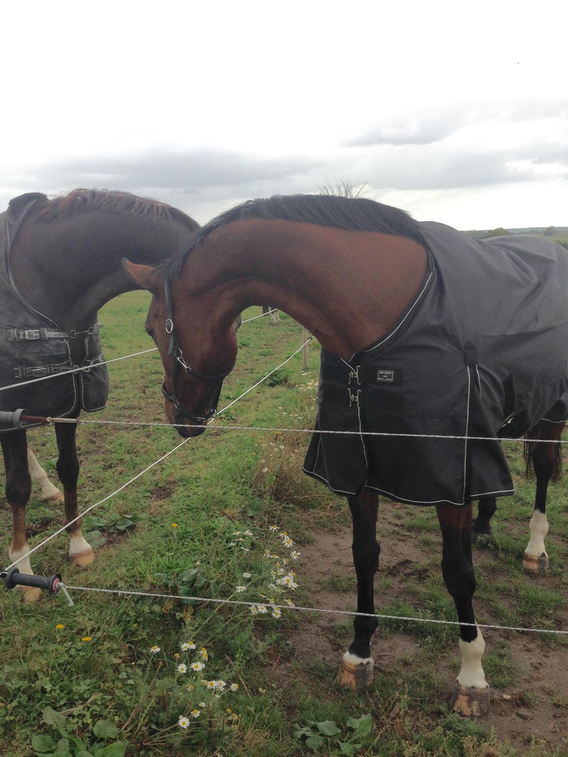 Dansk Varmblod La Di Da billede 5