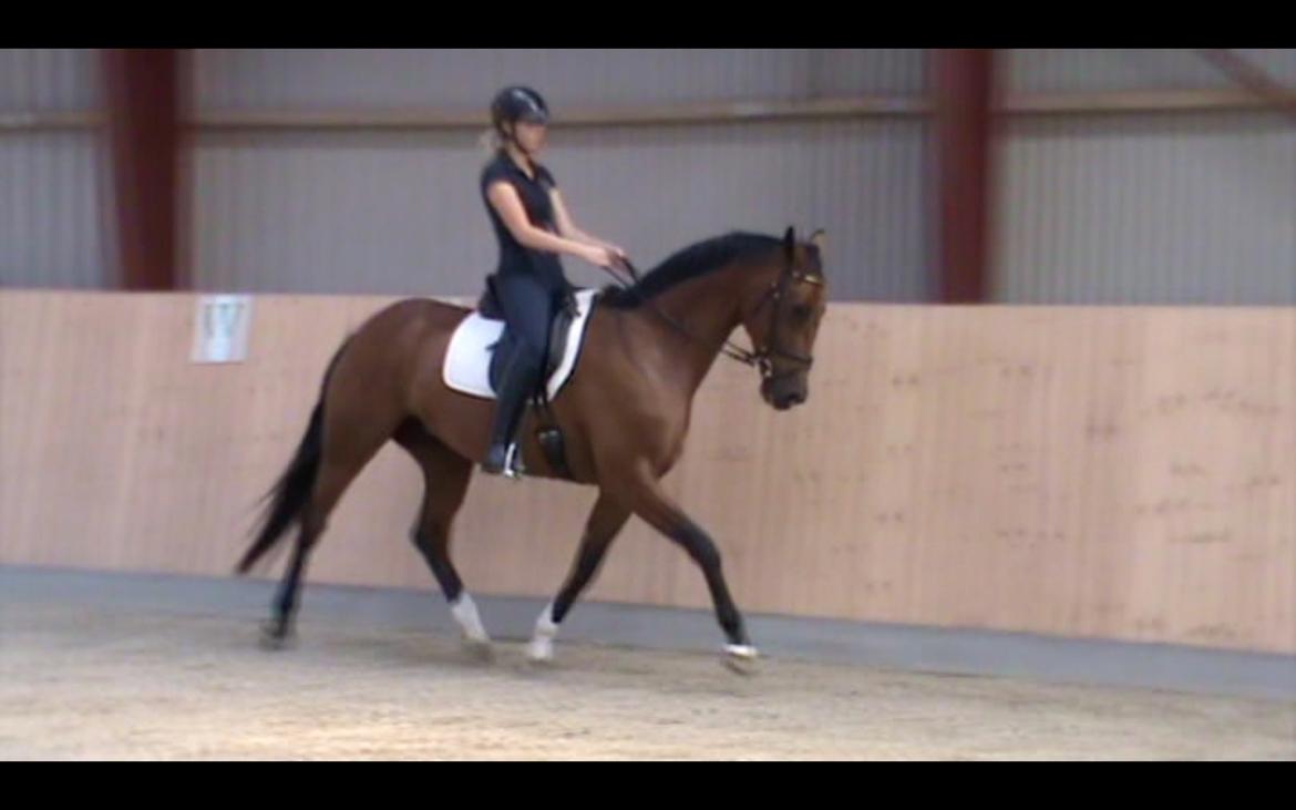 Dansk Varmblod La Di Da billede 4