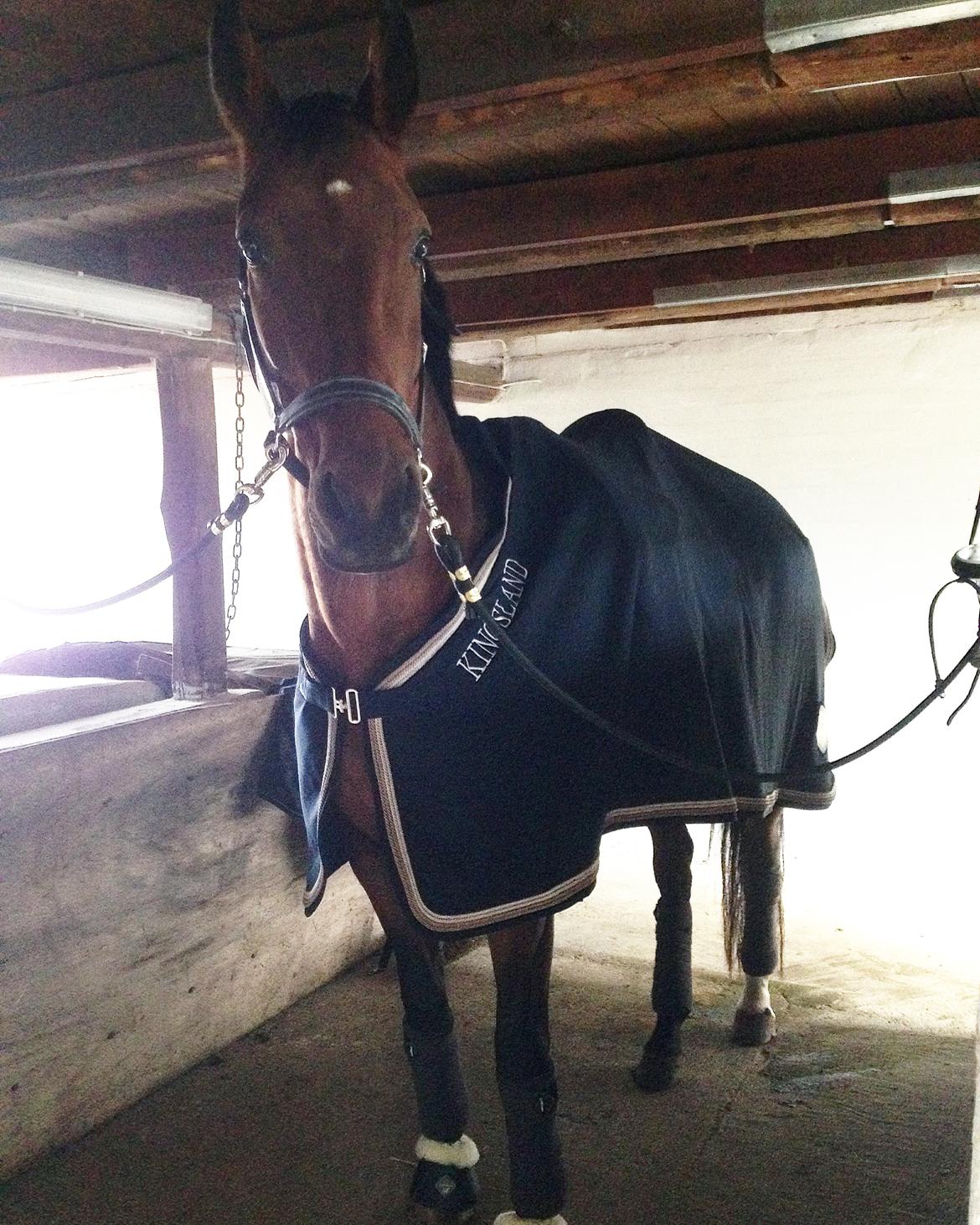 Dansk Varmblod La Di Da billede 6