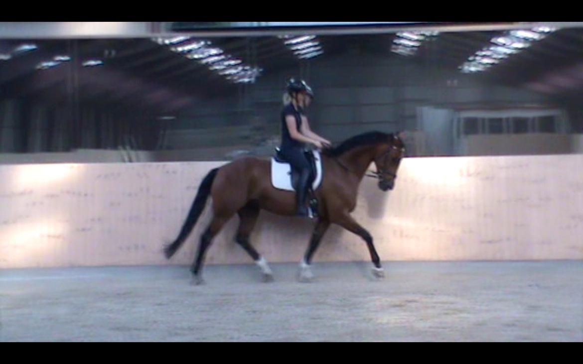 Dansk Varmblod La Di Da billede 17