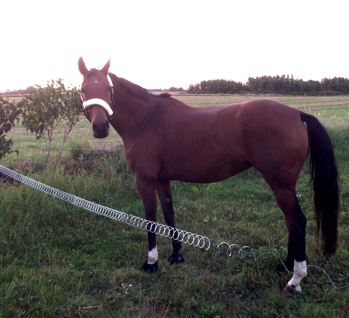 Dansk Varmblod La Di Da billede 7