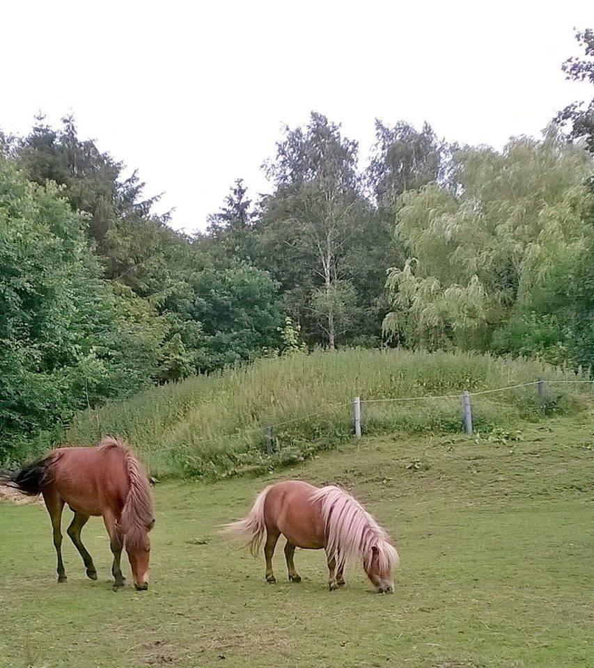 Anden særlig race Prins Bruno ( Felix Feykier ) billede 16