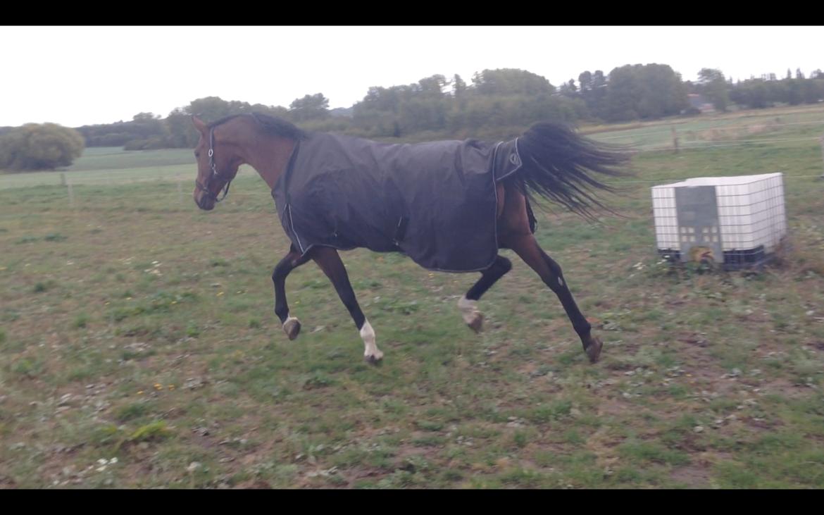 Dansk Varmblod La Di Da billede 9