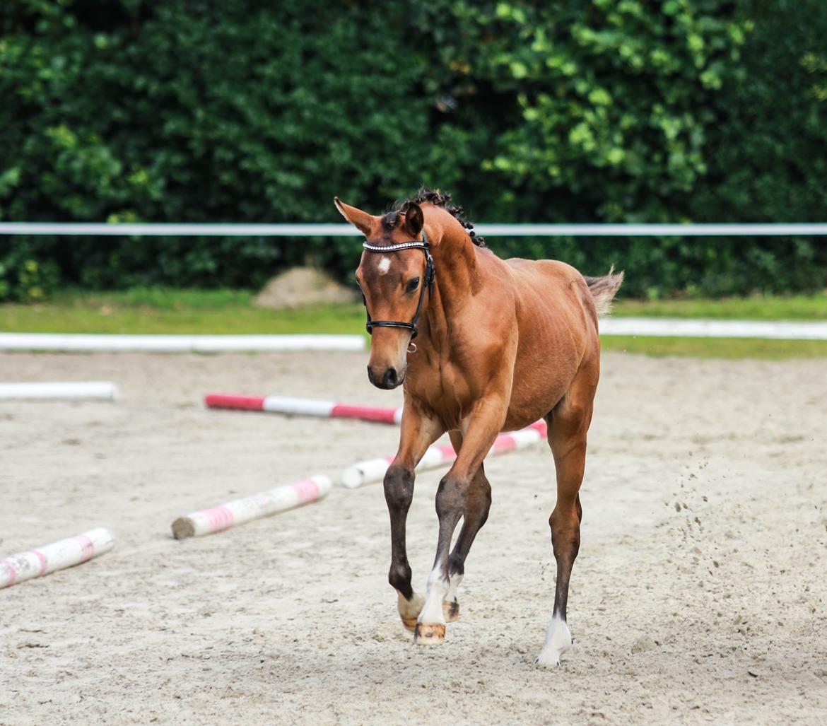 Dansk Varmblod Hedegaardens labaldi - Som han er nu :) Fra august 2016 billede 2