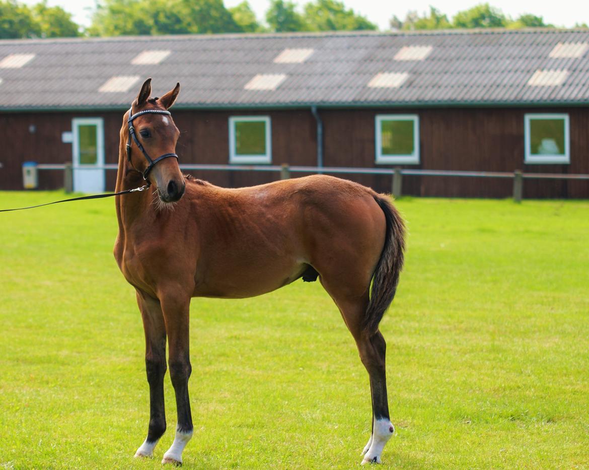 Dansk Varmblod Hedegaardens labaldi - 6 mdr gammel billede 5