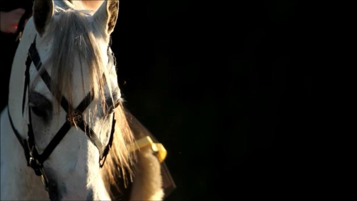 Arabisk fuldblod (OX) TIL MINDE om Gaudeamus - Fotograf: Simone Buchholtz Nedergaard. D. Sidste tur med Silverdrengen billede 2