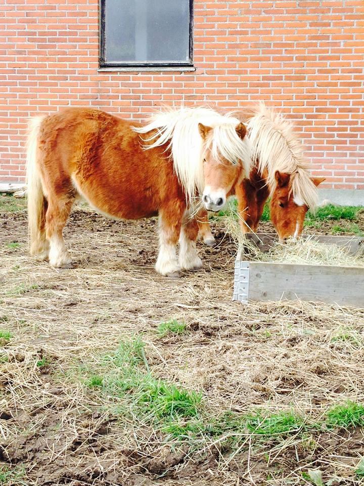 Anden særlig race Fila af Brobygaard billede 4