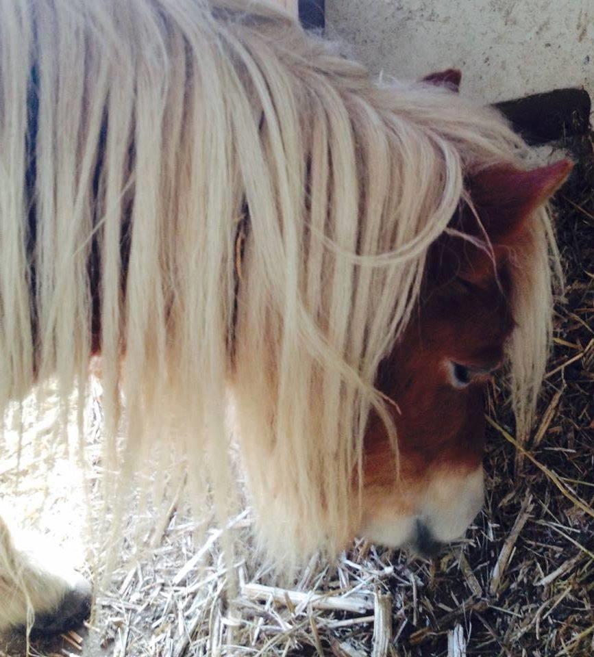 Anden særlig race Fila af Brobygaard billede 3