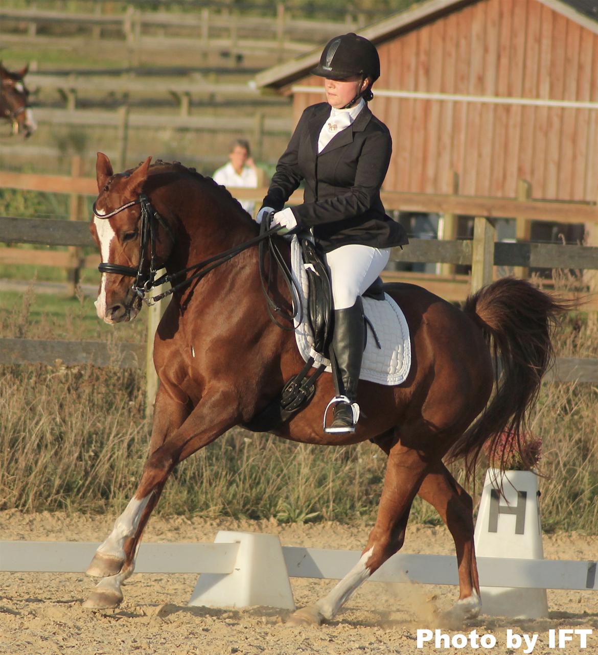 Sportsaraber (A) Bashir billede 7