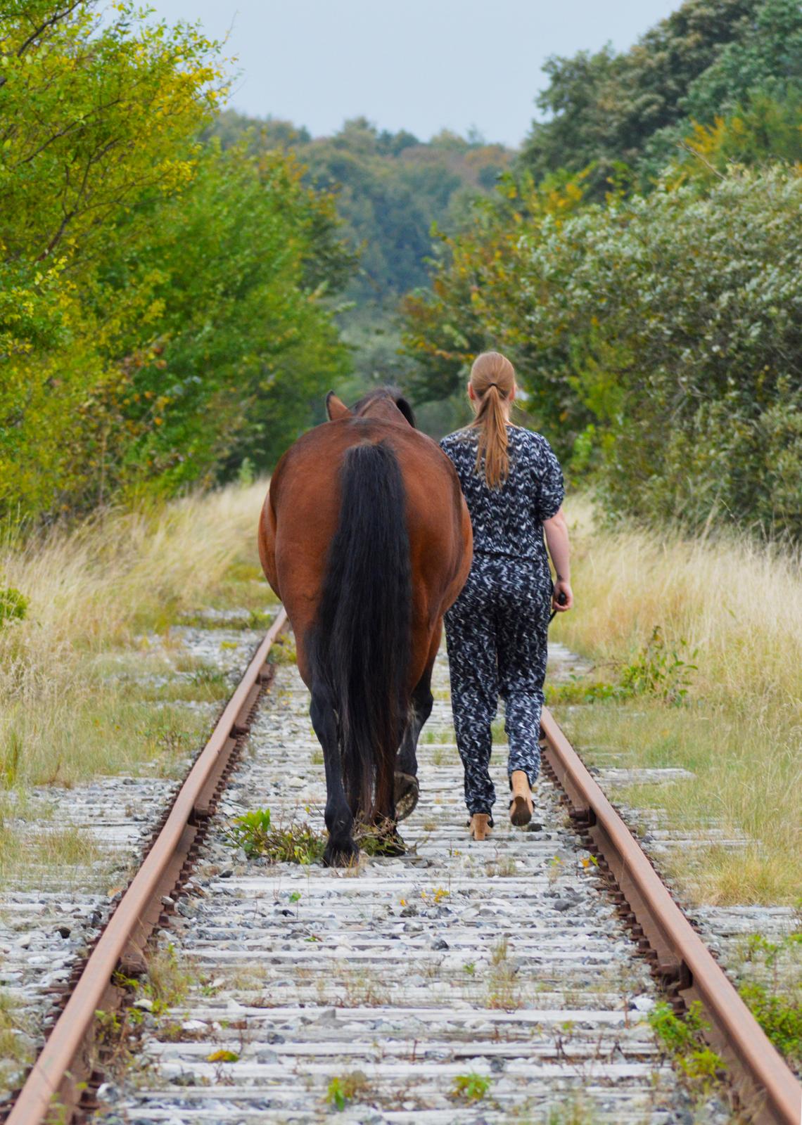 Anden særlig race Mr. Moonwalk | Himmelhest - Foto: Mikela Emdal Thomsen billede 7