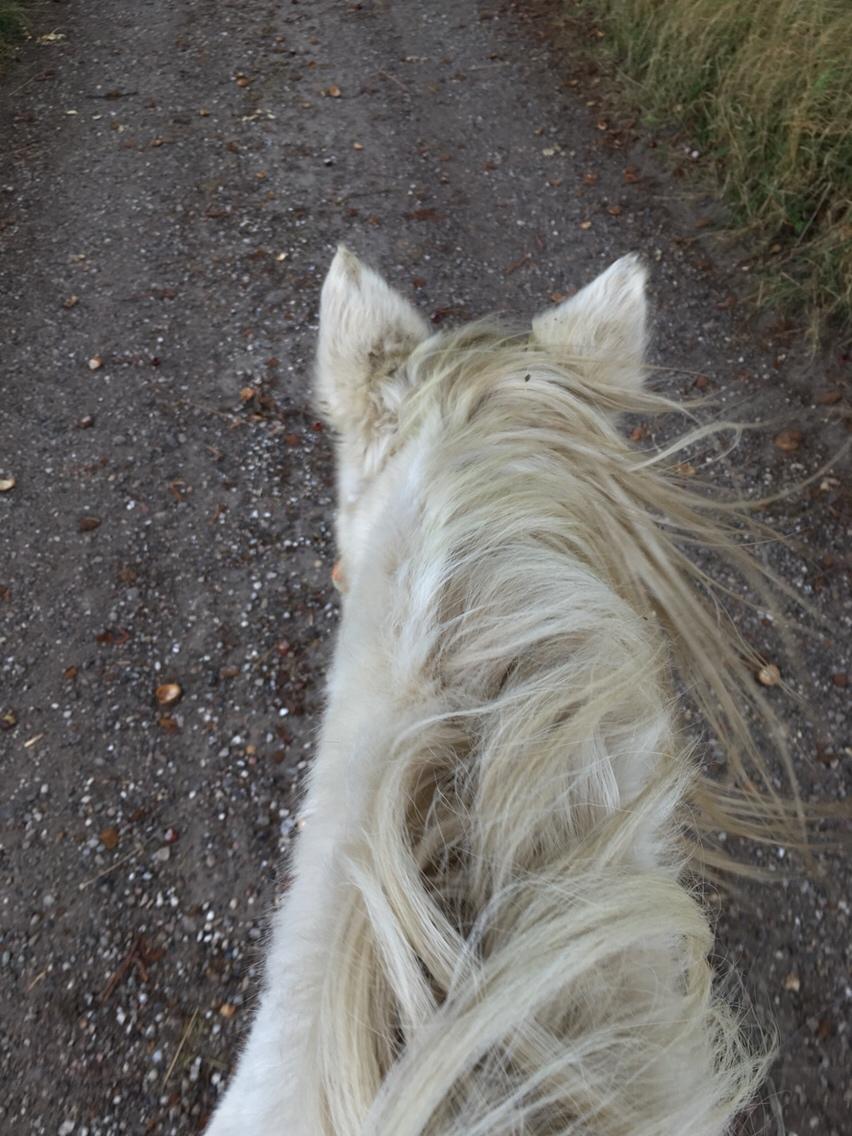 Anden særlig race Maggie R.I.P* billede 1