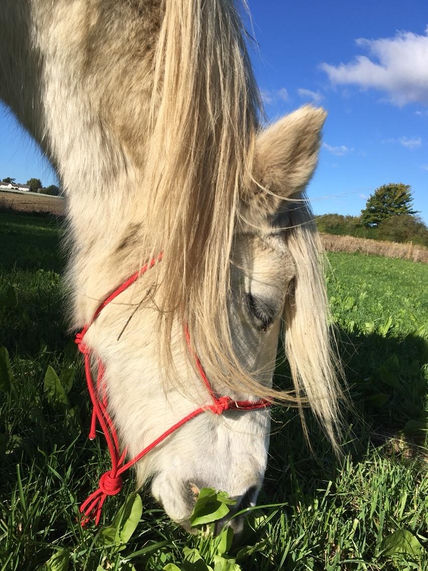 Anden særlig race Maggie R.I.P* billede 4