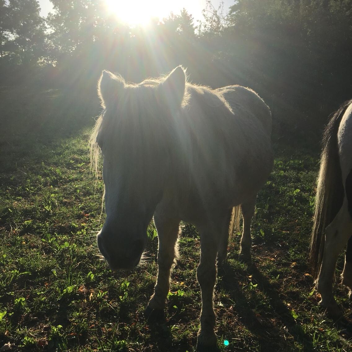 Anden særlig race Maggie R.I.P* billede 6