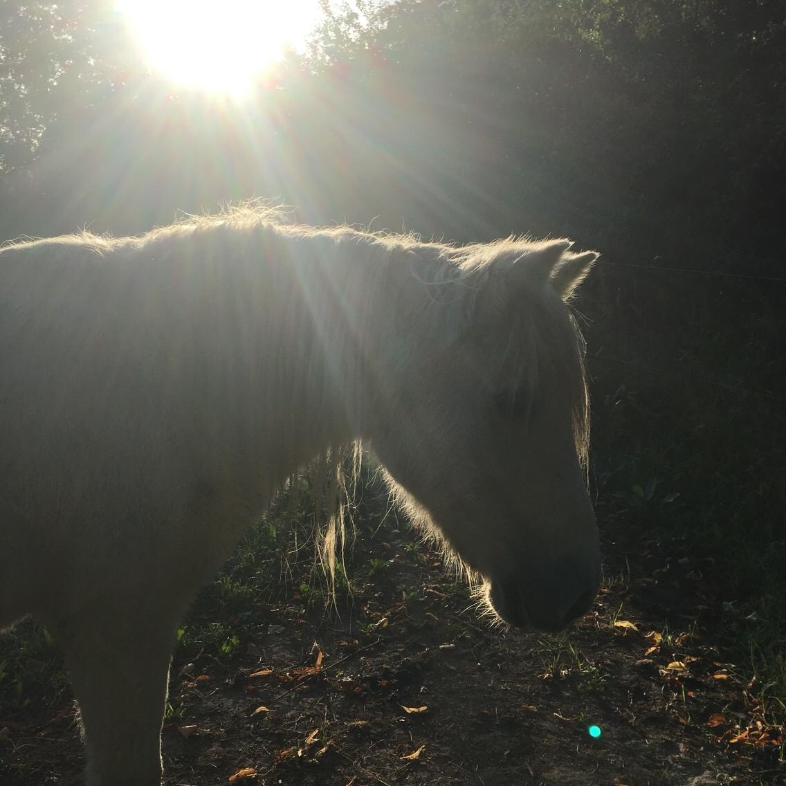 Anden særlig race Maggie R.I.P* billede 7