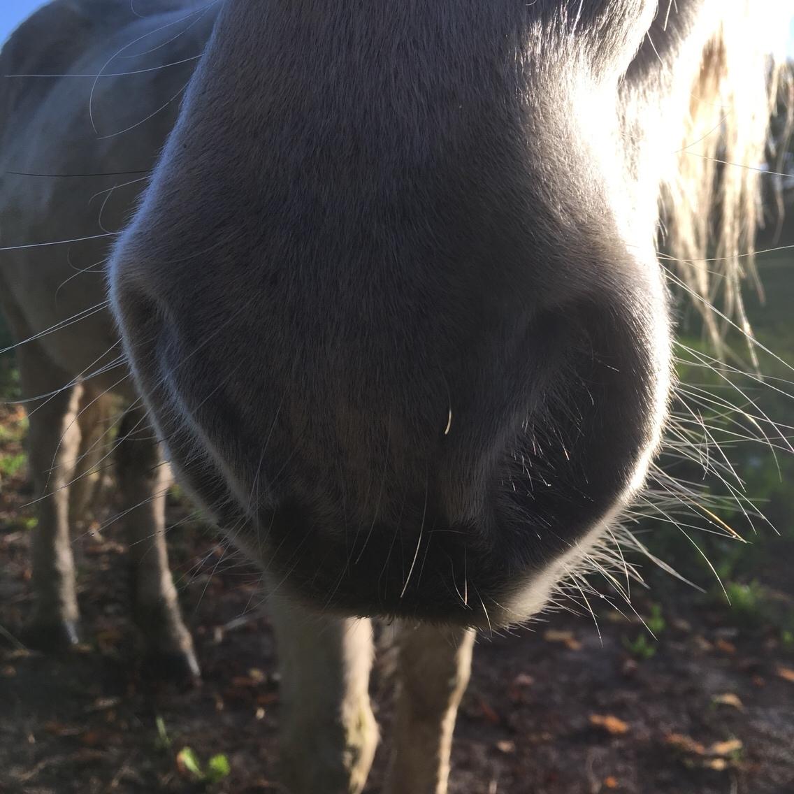 Anden særlig race Maggie R.I.P* billede 8
