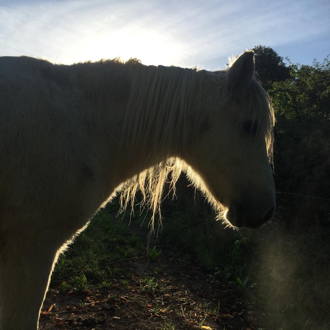 Anden særlig race Maggie R.I.P* billede 9