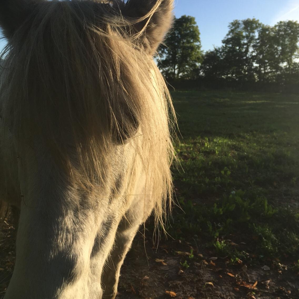 Anden særlig race Maggie R.I.P* billede 10