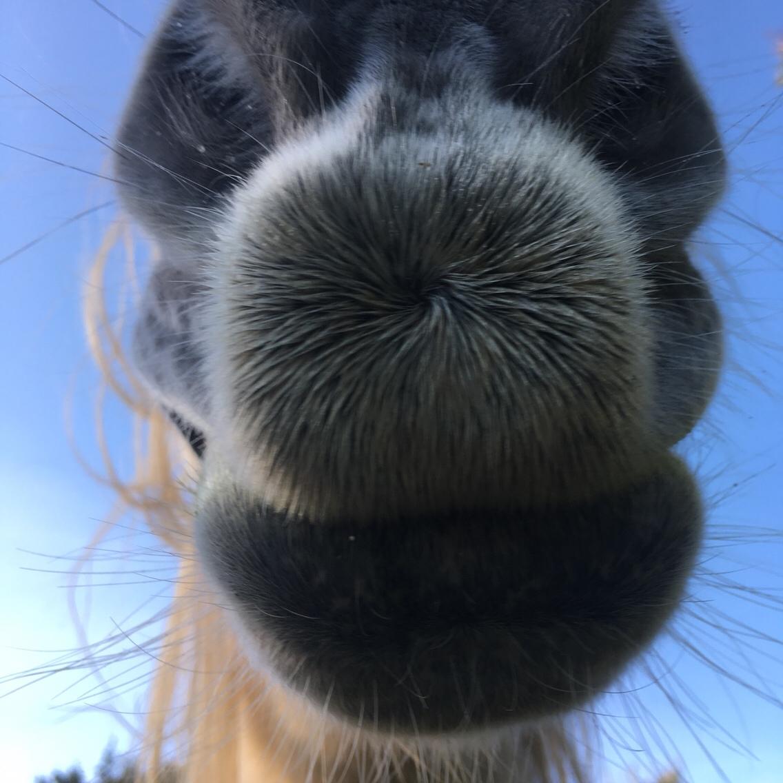 Anden særlig race Maggie R.I.P* billede 11