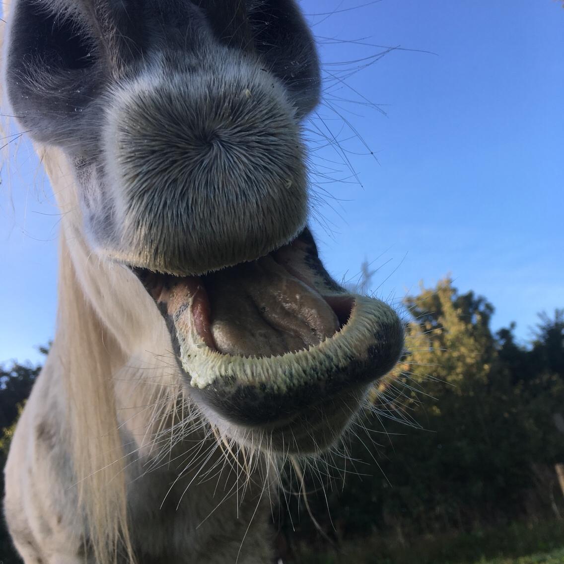 Anden særlig race Maggie R.I.P* billede 12