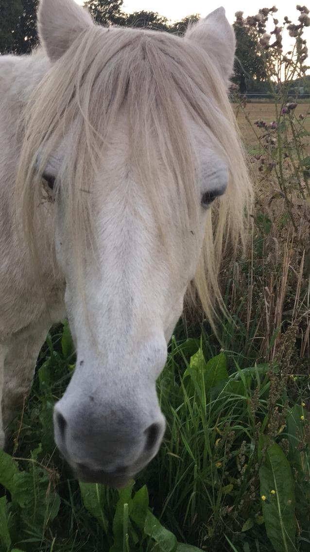 Anden særlig race Maggie R.I.P* billede 13