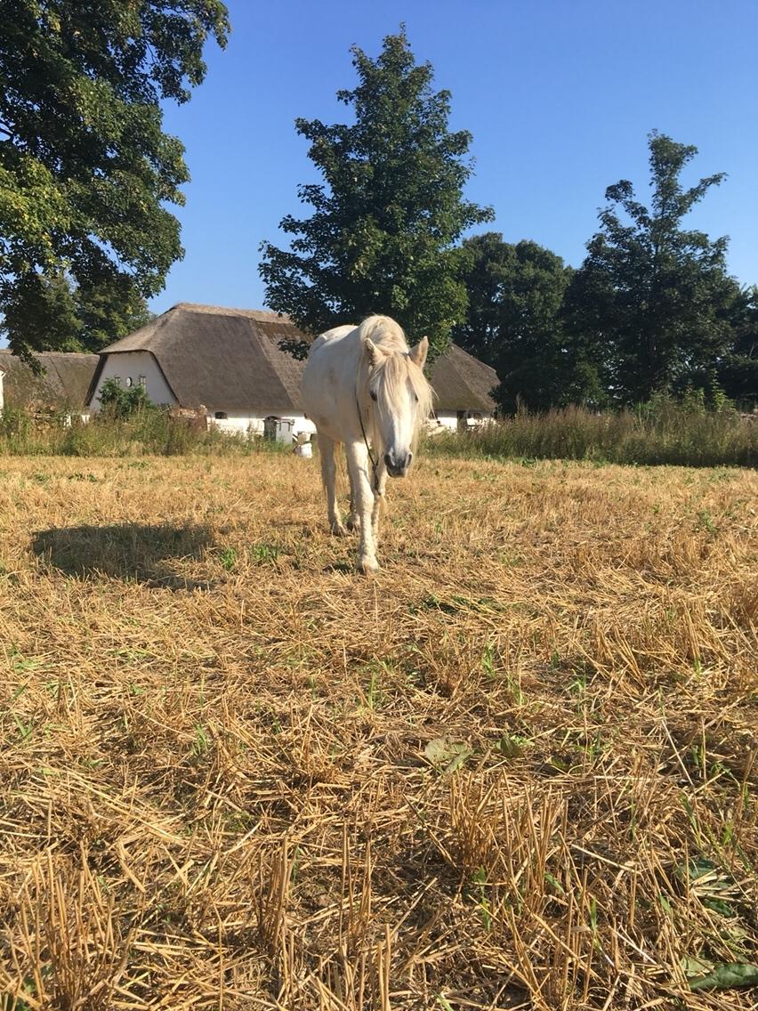 Anden særlig race Maggie R.I.P* billede 14