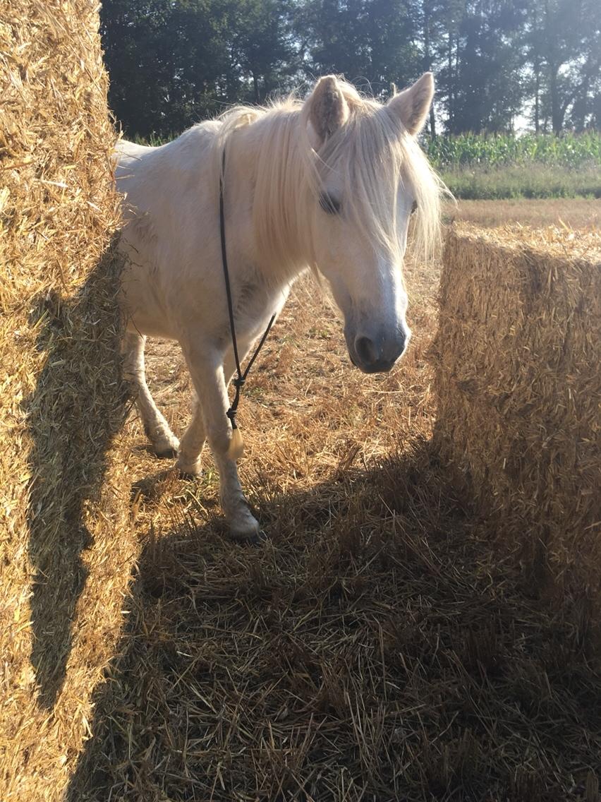 Anden særlig race Maggie R.I.P* billede 16