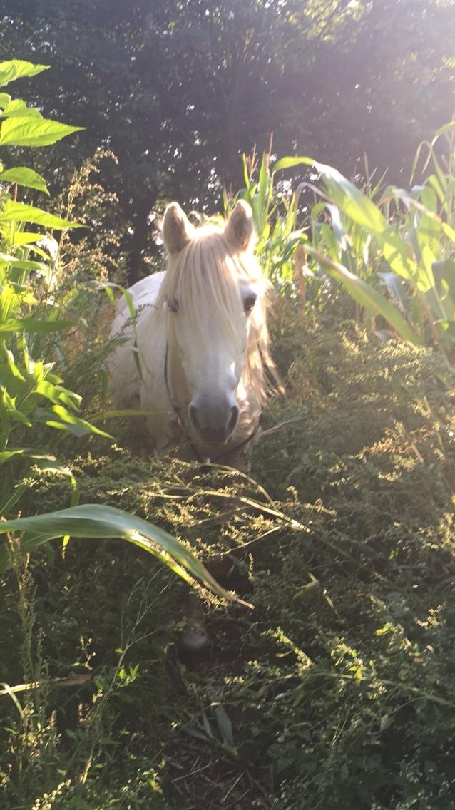 Anden særlig race Maggie R.I.P* billede 17