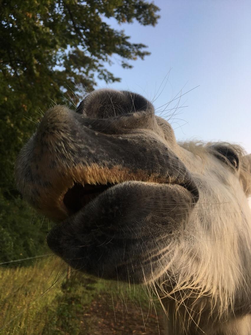 Anden særlig race Maggie R.I.P* billede 18