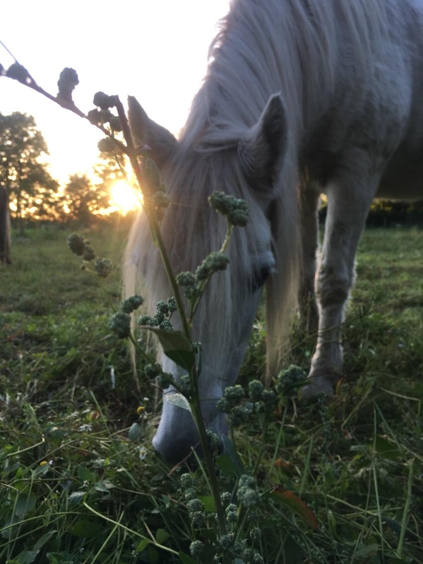 Anden særlig race Maggie R.I.P* billede 19