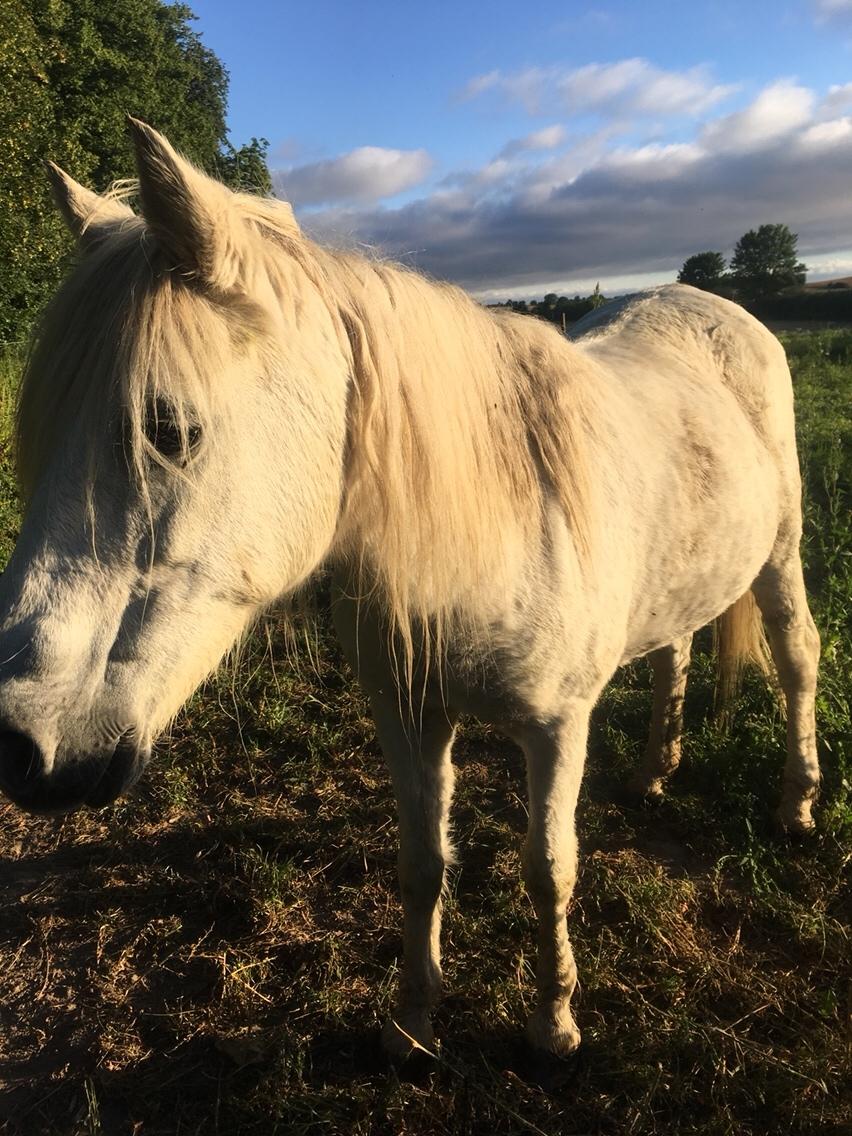 Anden særlig race Maggie R.I.P* billede 20