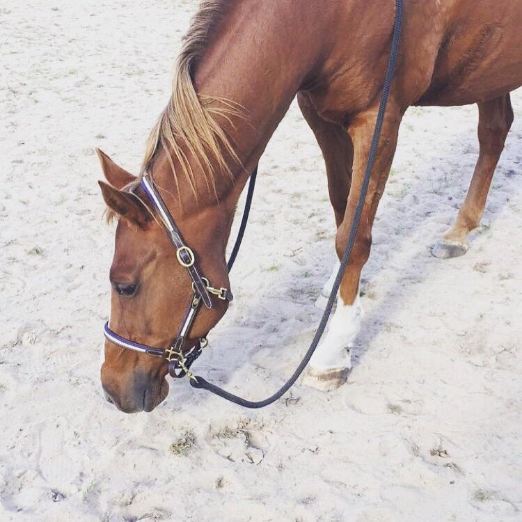 Arabisk fuldblod (OX) Sass Castyren billede 6
