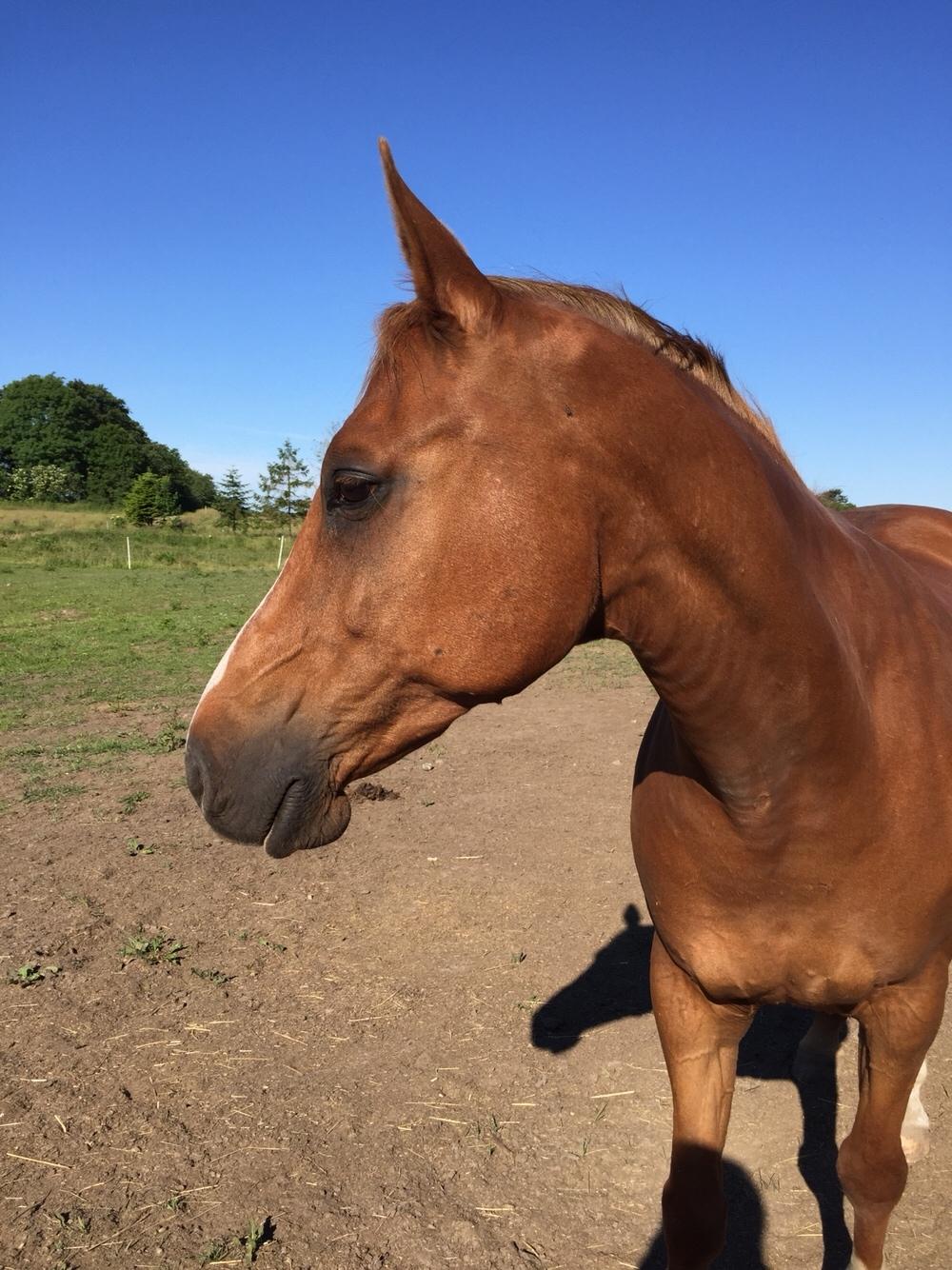 Arabisk fuldblod (OX) Sass Castyren billede 14