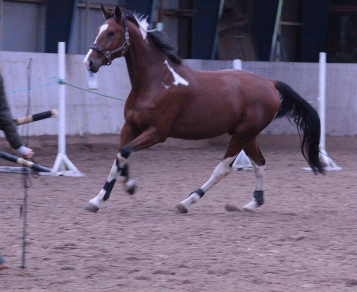 Anden særlig race Filur billede 11