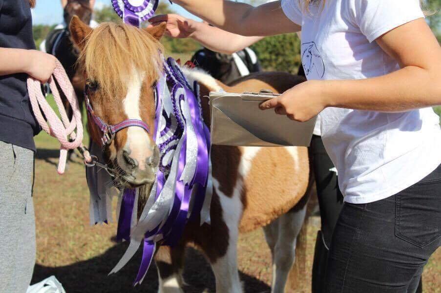 Anden særlig race Morelsgårdens Tøsen *Himmelhest* billede 1