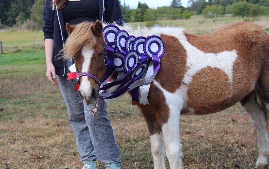 Anden særlig race Morelsgårdens Tøsen *Himmelhest* billede 2