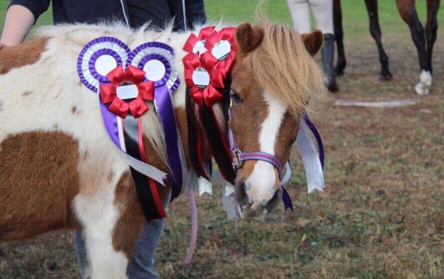 Anden særlig race Morelsgårdens Tøsen *Himmelhest* billede 16