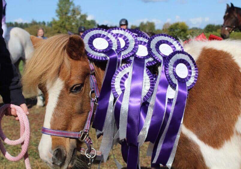 Anden særlig race Morelsgårdens Tøsen *Himmelhest* billede 17