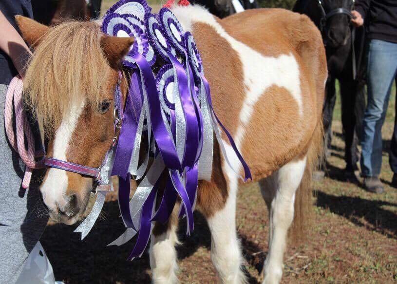 Anden særlig race Morelsgårdens Tøsen *Himmelhest* billede 19
