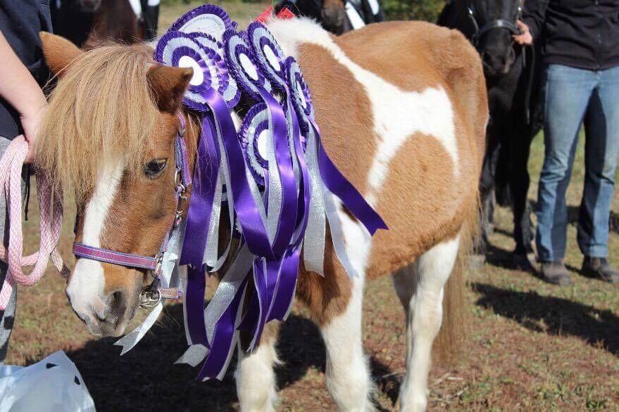 Anden særlig race Morelsgårdens Tøsen *Himmelhest* billede 18