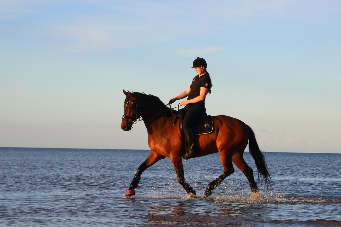 Dansk Varmblod Ni-ChAn´s Marquis-Acheron billede 10