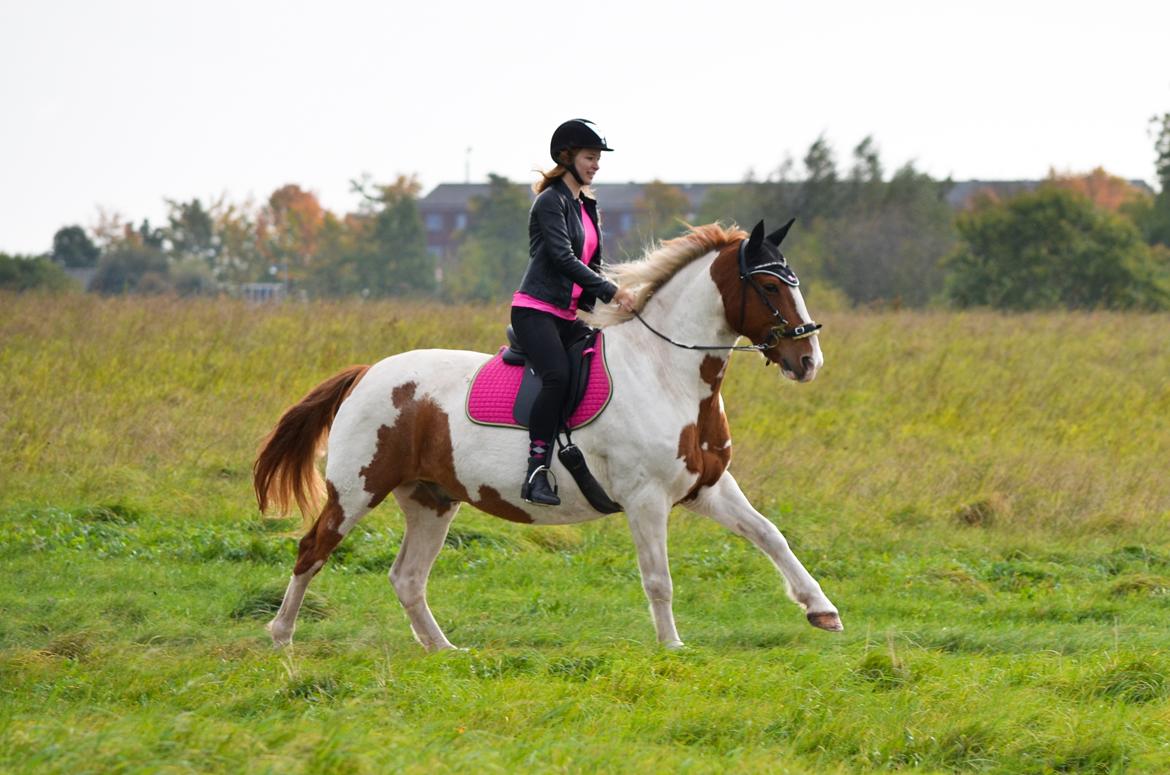 Anden særlig race KTMMX Ramon - 15/10-2016  billede 4