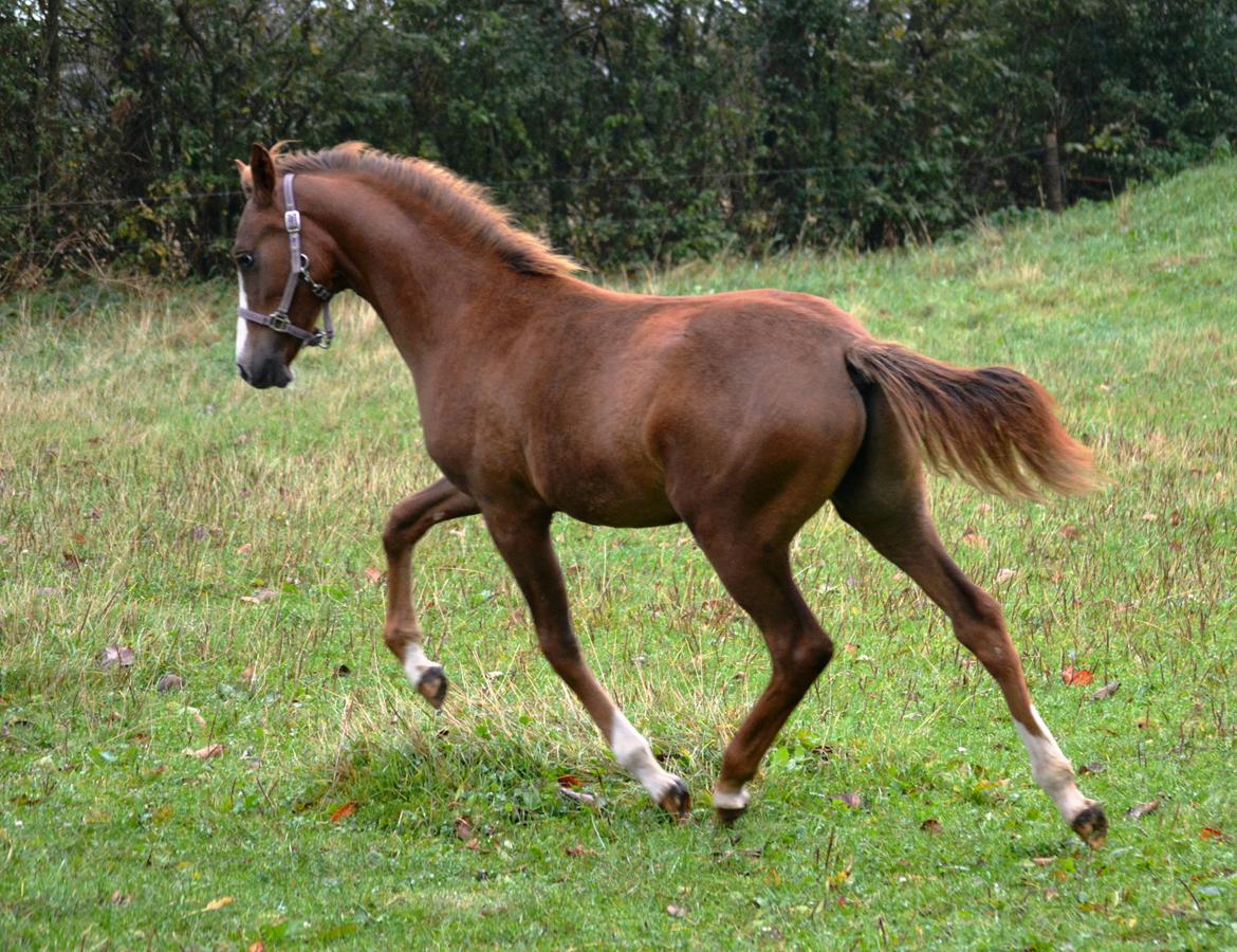 DSP Lykkebo Césanne billede 44