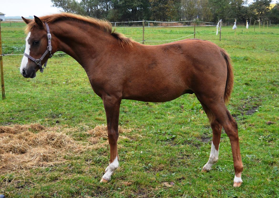 DSP Lykkebo Césanne billede 46