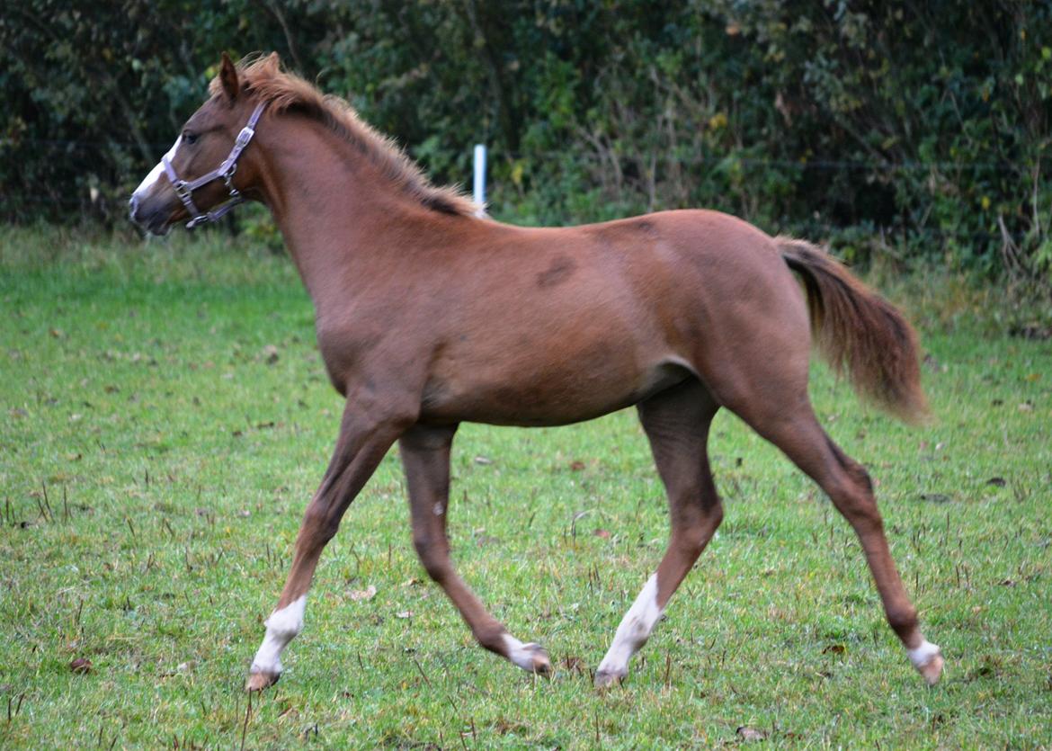 DSP Lykkebo Césanne billede 45