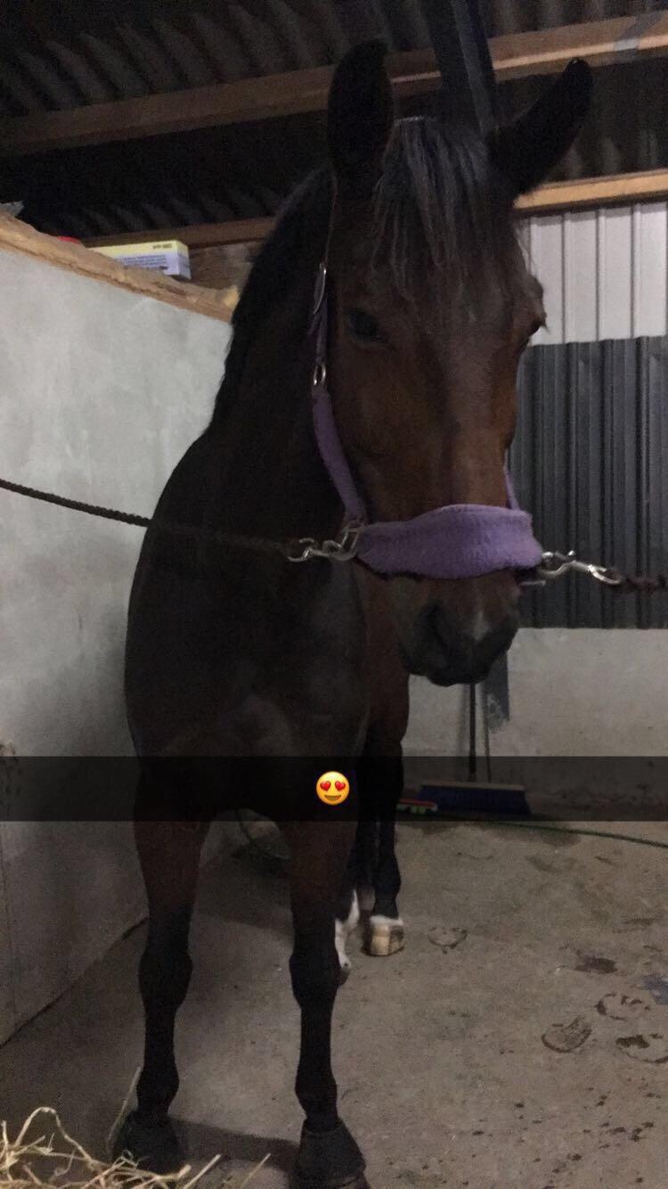 Dansk Varmblod Birkholm's ronja billede 17