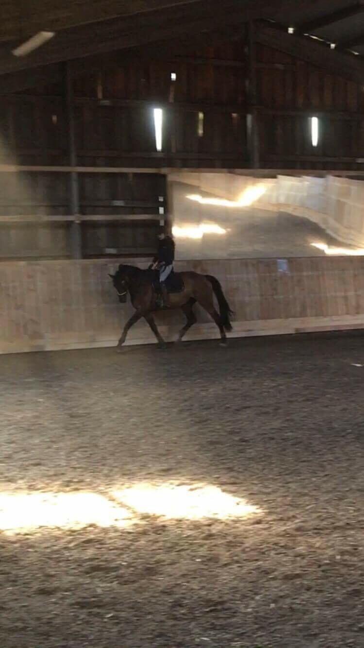 Dansk Varmblod Birkholm's ronja billede 20