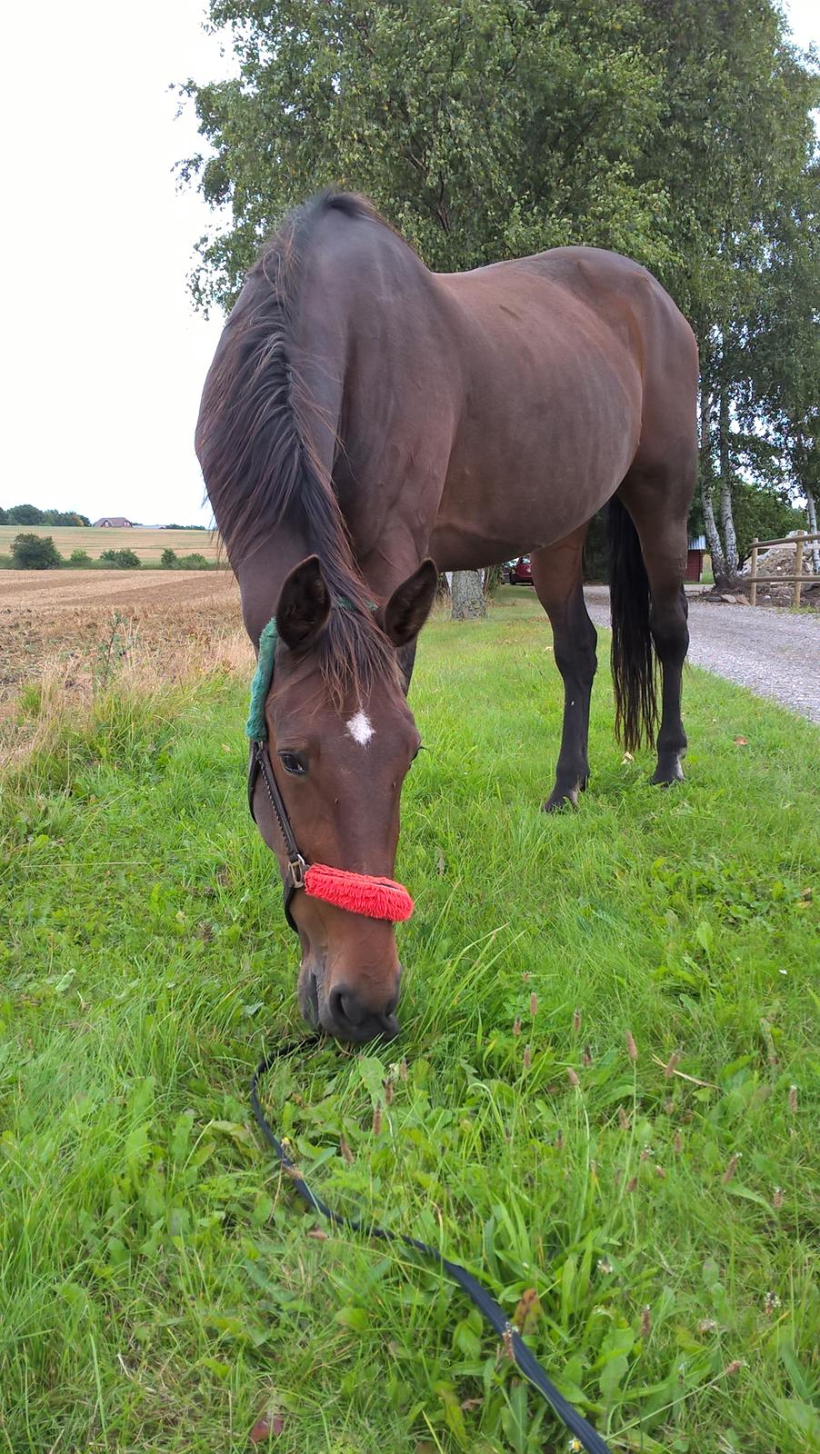 Traver Faraway billede 18