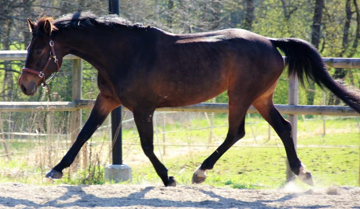 Dansk Varmblod Holmevangs Tess billede 15
